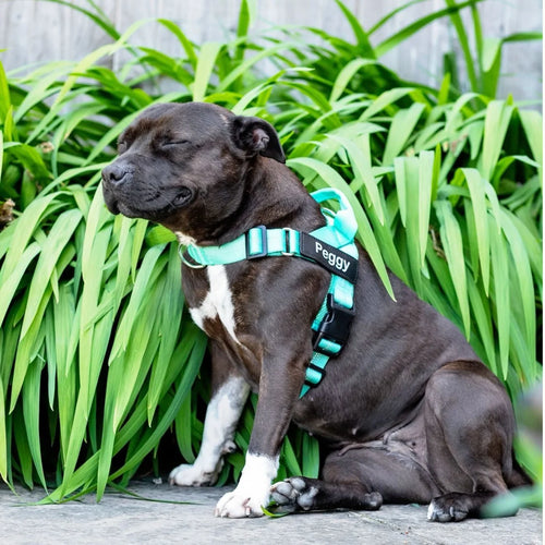 HARNAIS ANTI-TRACTION POUR CHIEN